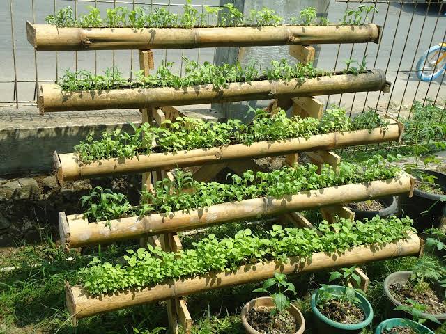 sayuran di bambu