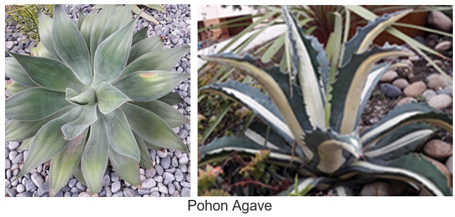 Pohon Agave